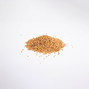 Golden Buckwheat
