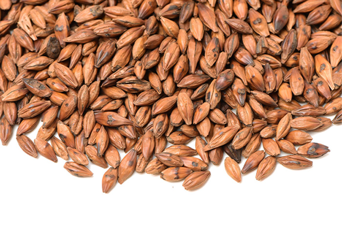 Barley Black Tea
